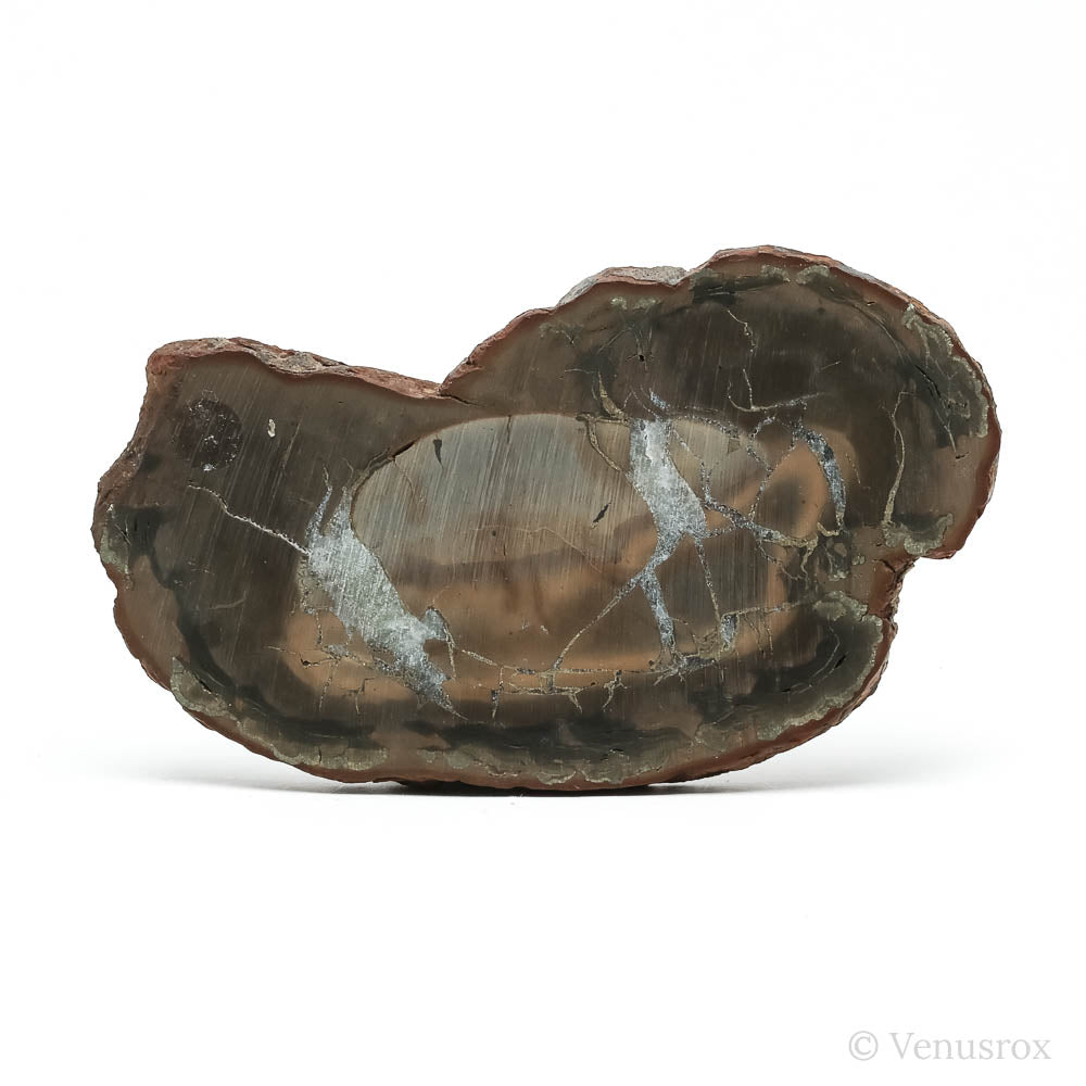 Septarian with Pyrite Part Polished/Part Natural Crystal from Vöhrum, Germany | Venusrox