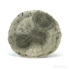 Pyrite Sun from Sparta, Randolph Co., Illinois, USA | Venusrox