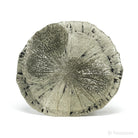 Pyrite Sun from Sparta, Randolph Co., Illinois, USA | Venusrox