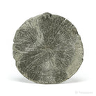Pyrite Sun from Sparta, Randolph Co., Illinois, USA | Venusrox