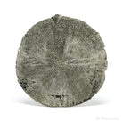 Pyrite Sun from Sparta, Randolph Co., Illinois, USA | Venusrox
