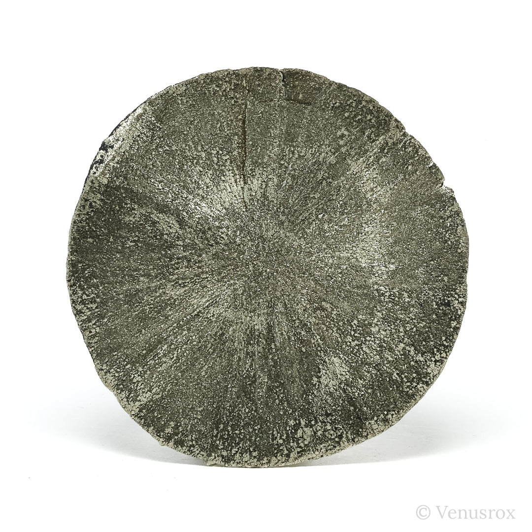 Pyrite Sun from Sparta, Randolph Co., Illinois, USA | Venusrox