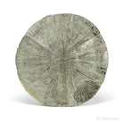 Pyrite Sun from Sparta, Randolph Co., Illinois, USA | Venusrox