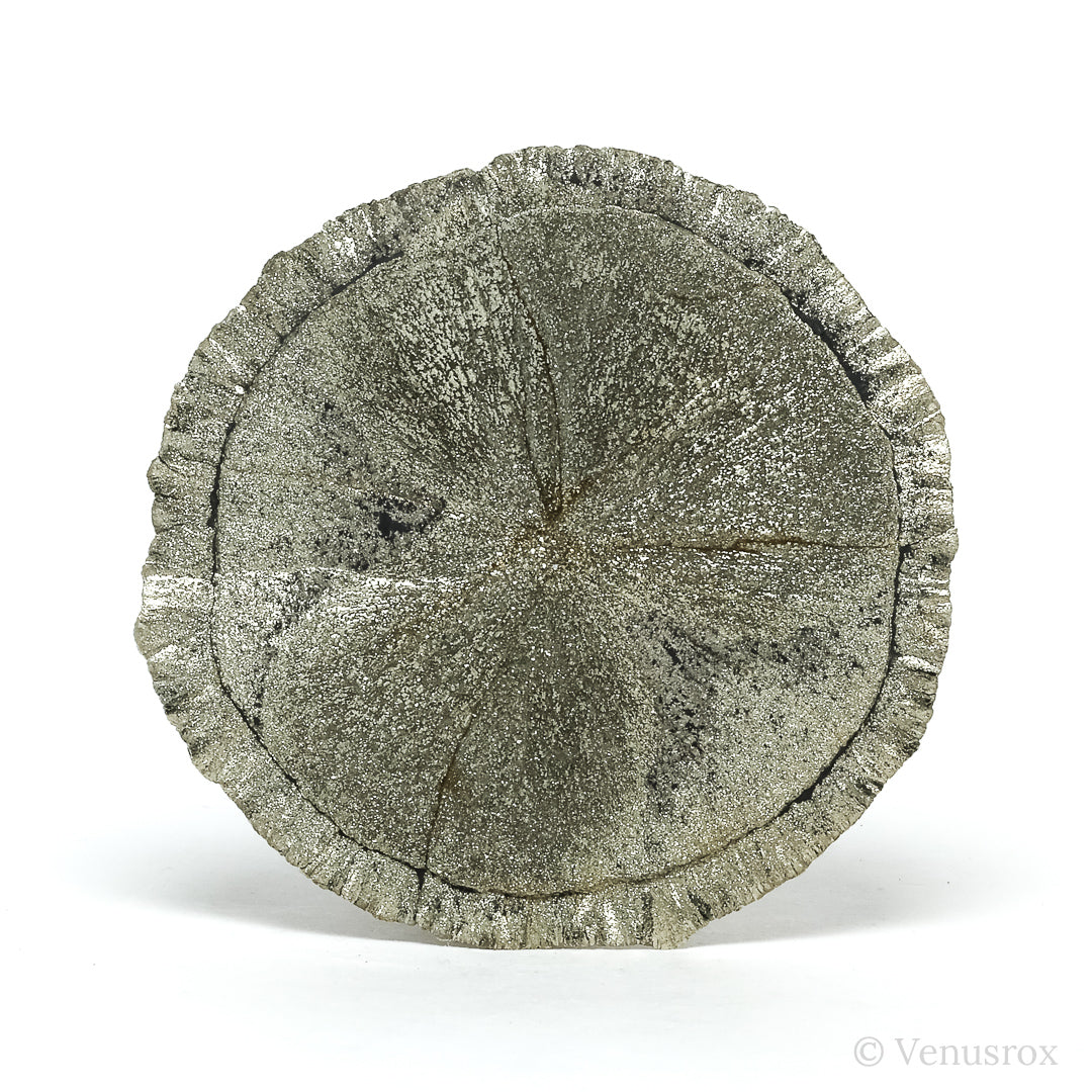 Pyrite Sun from Sparta, Randolph Co., Illinois, USA | Venusrox