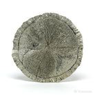 Pyrite Sun from Sparta, Randolph Co., Illinois, USA | Venusrox