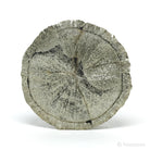 Pyrite Sun from Sparta, Randolph Co., Illinois, USA | Venusrox