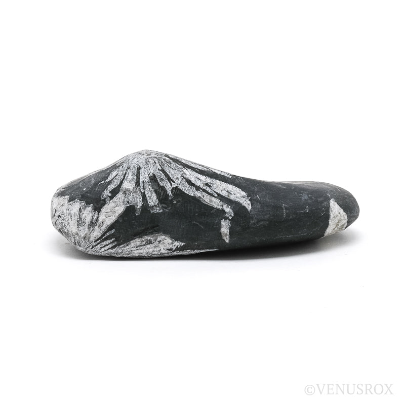 Chrysanthemum Stone from China | Venusrox