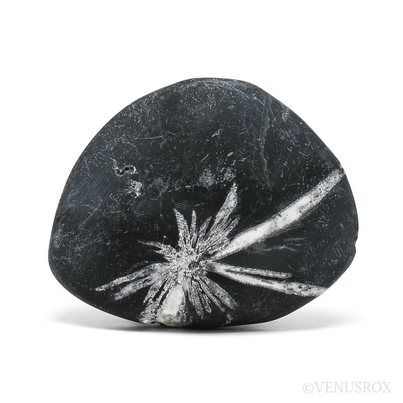 Chrysanthemum Stone from China | Venusrox