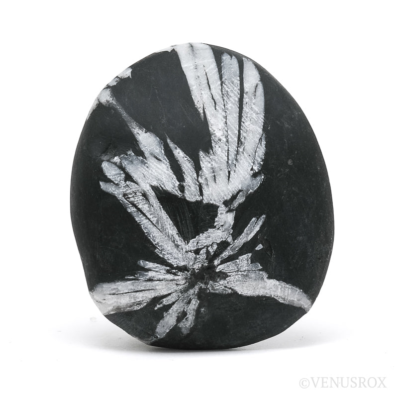 Chrysanthemum Stone from China | Venusrox