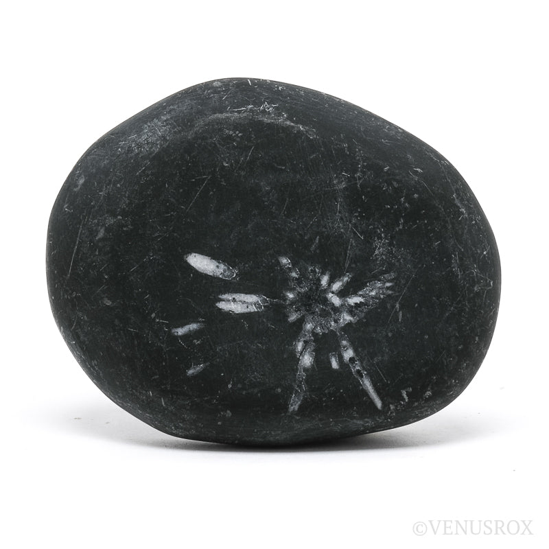 Chrysanthemum Stone | Venusrox