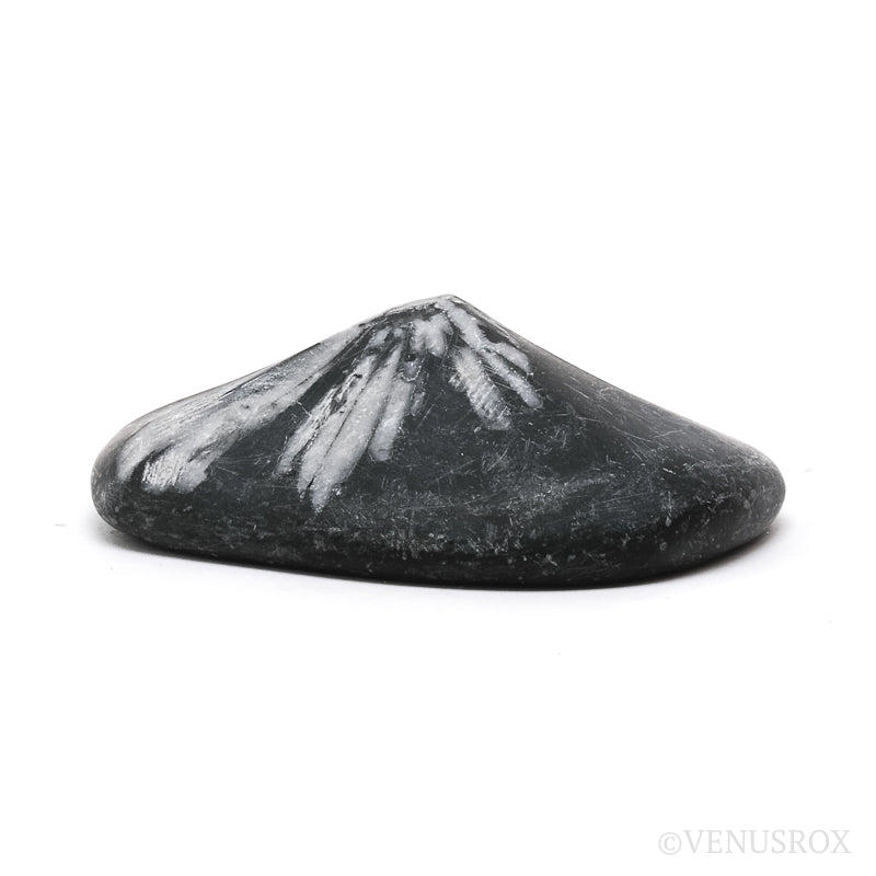 Chrysanthemum Stone from China | Venusrox