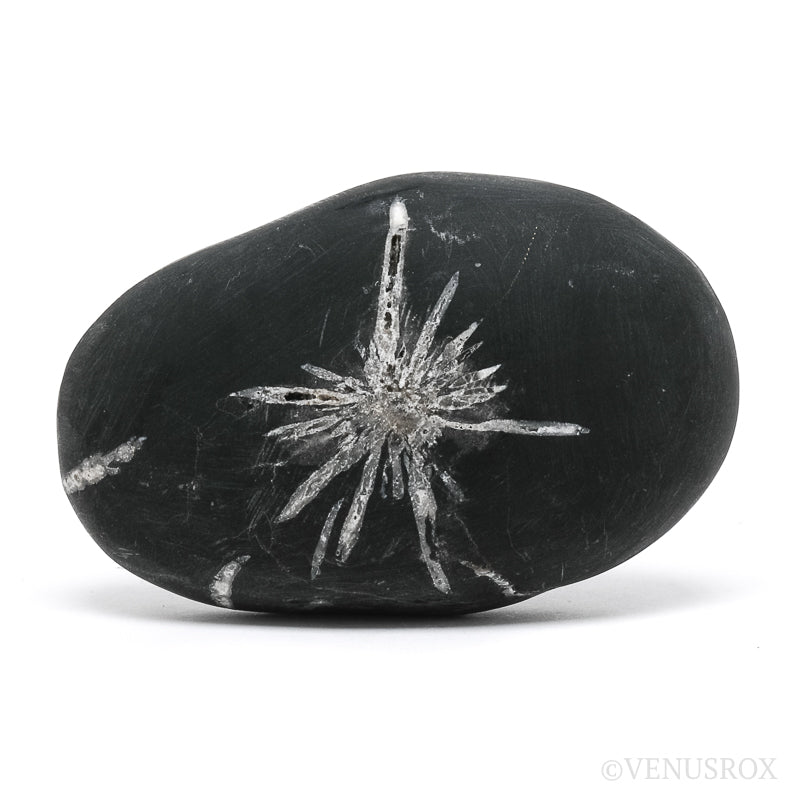 Chrysanthemum Stone from China | Venusrox