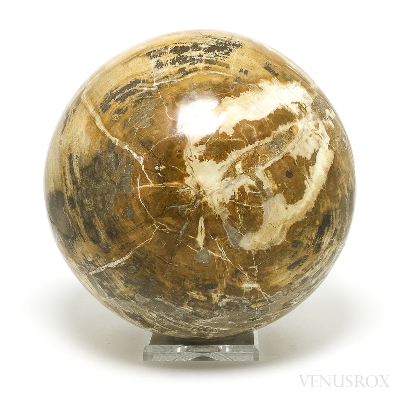 Petrified Wood Sphere from Indonesia | Venusrox