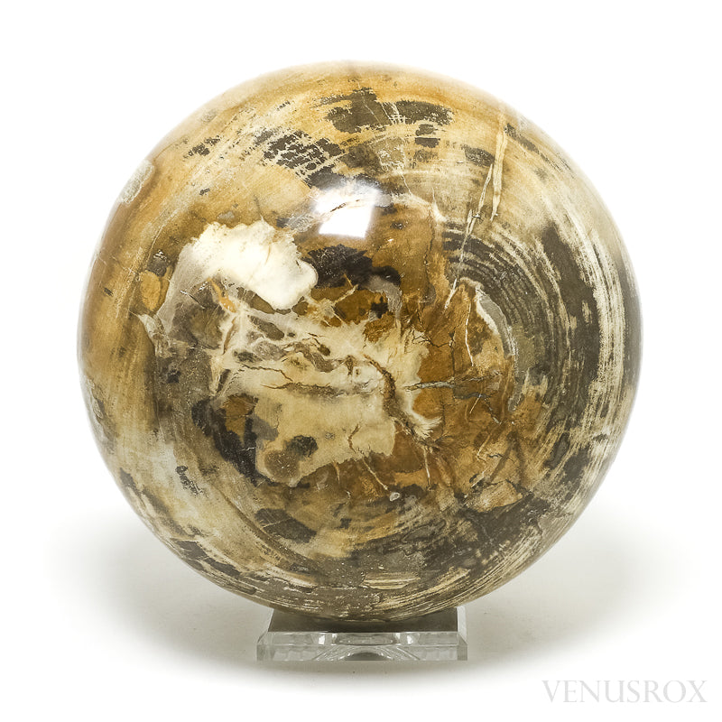Petrified Wood Sphere from Indonesia | Venusrox