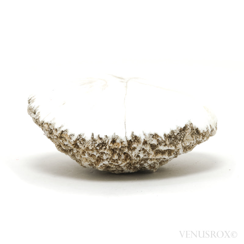 Scolecite Polished/Natural Crystal from India | Venusrox