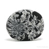 Chrysanthemum Stone from China | Venusrox