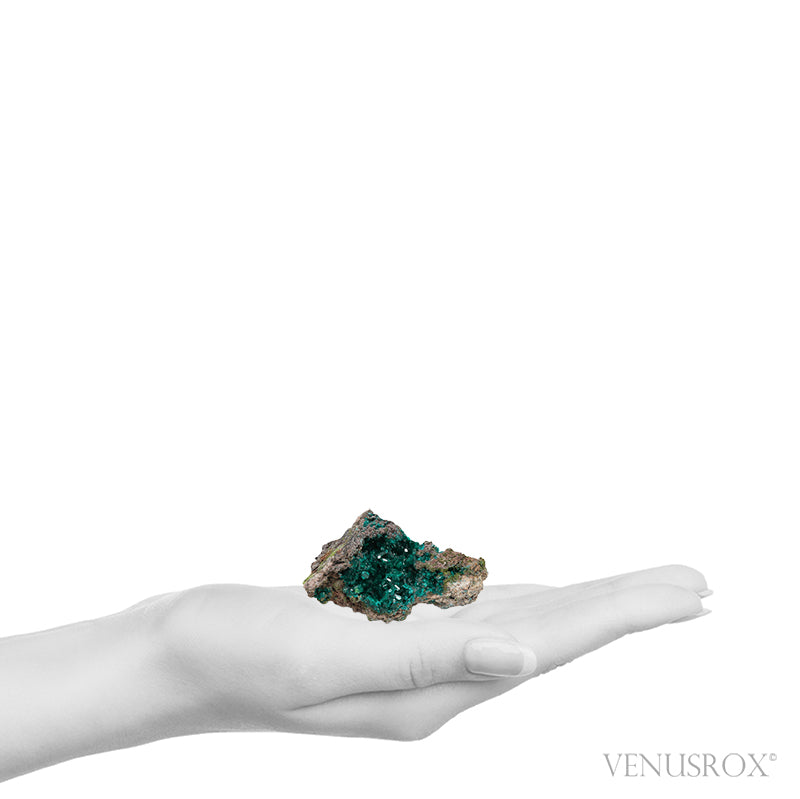 Dioptase on Matrix Natural Cluster from Renéville, Kindanba District, Pool Department, Demacratic Republic of the Congo | Venusrox