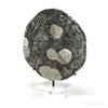 Pyrite Sun from Sparta, Randolph Co., Illinois, USA mounted on a bespoke stand | Venusrox