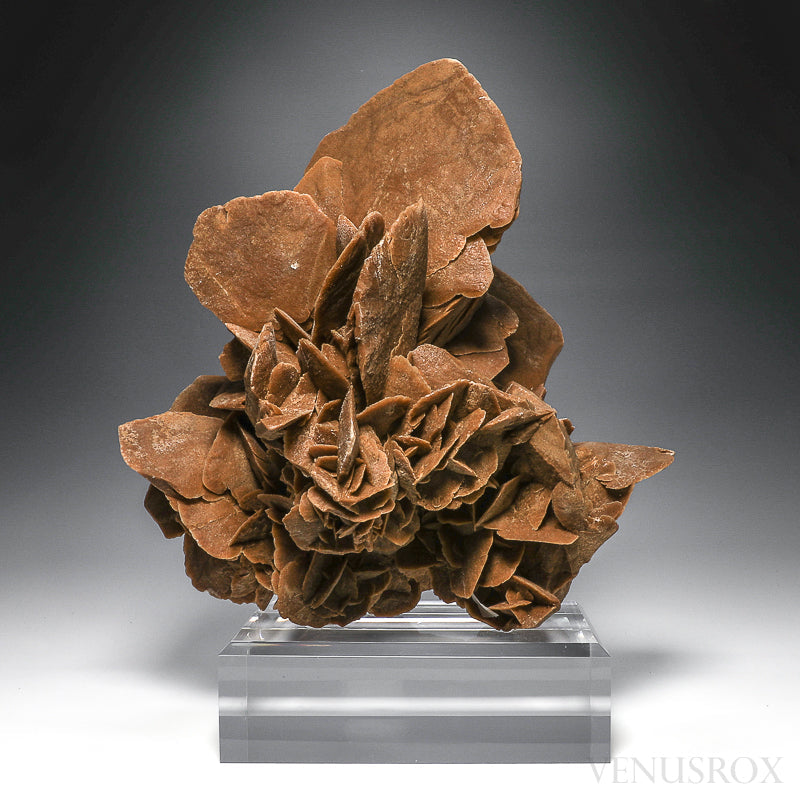 Desert Rose Natural Cluster from Morocco mounted on a bespoke stand | Venusrox