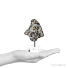 Seymchan Pallasite Meteorite Polished Slice from the Hekandue River, Jasačnaja, Magadan District, Russia mounted on a bespoke stand | Venusrox